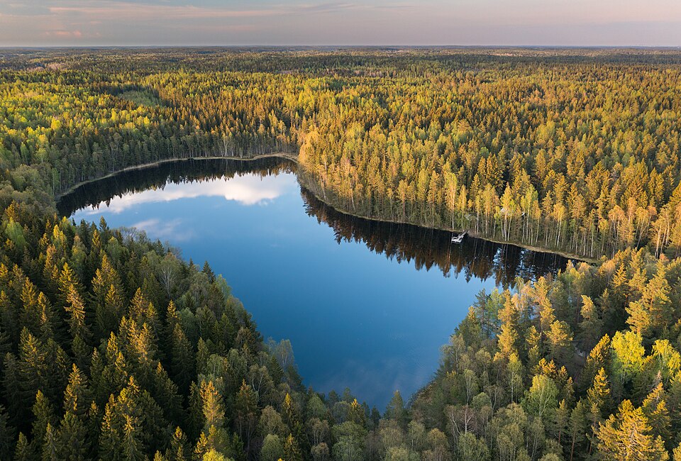 Suomalainen metsäjärvi ilmasta, rantaviiva täynnä havupuita